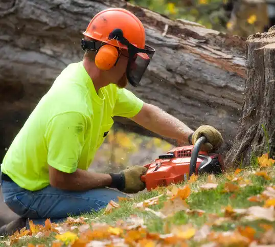 tree services Port Jefferson Station